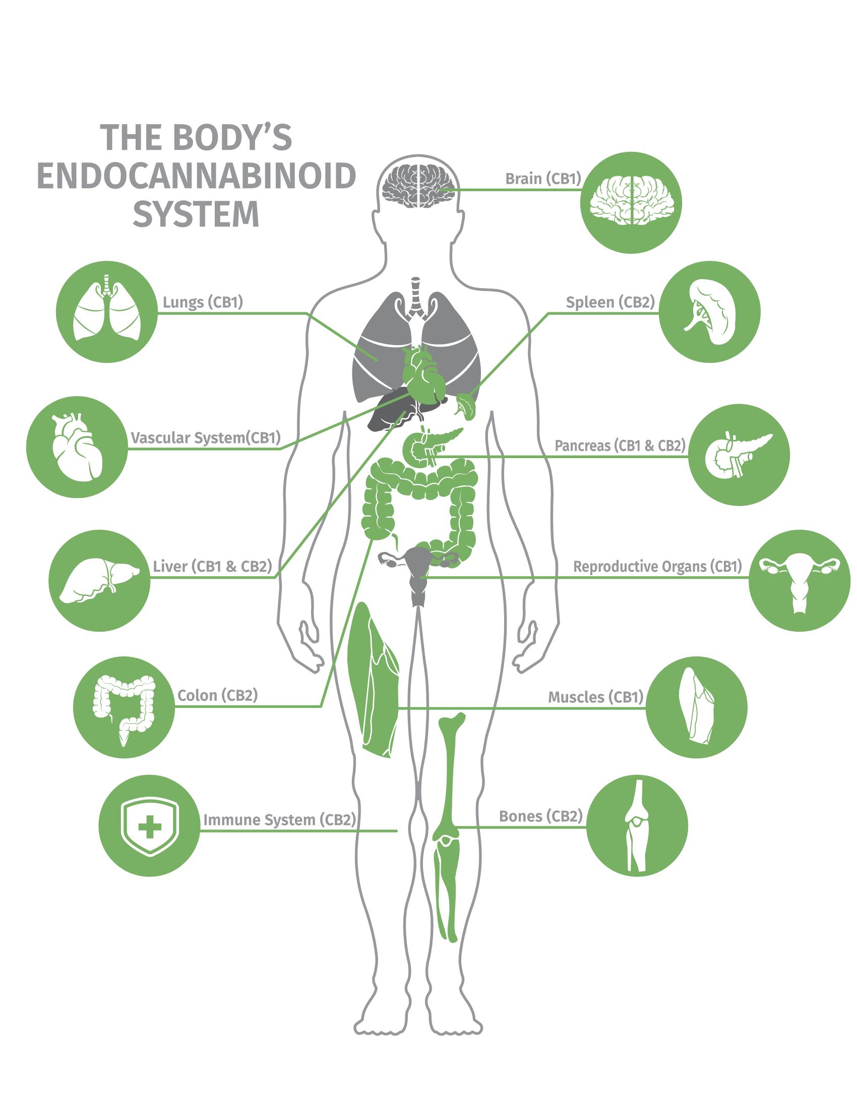 Endocannabinoid System – Greenleaf Natural Health